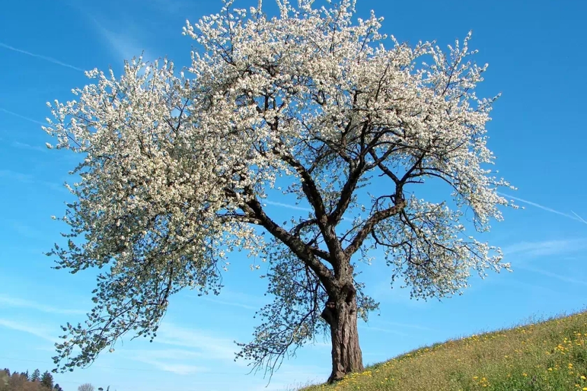 Giày Slip On Ultraboost 20